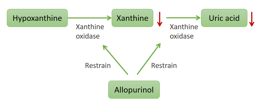 别嘌醇降尿酸的作用机理.png