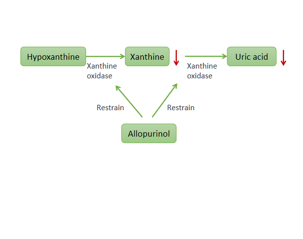 Genetic testing for urico-lowering drug | is recommended before allopurinol is used to predict adver