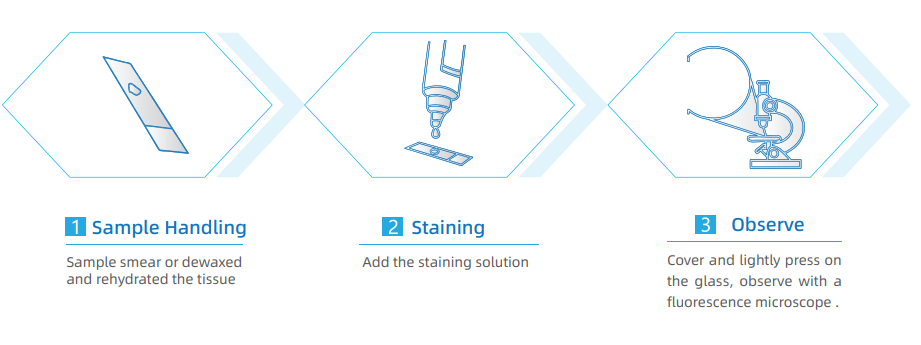 真菌及荧光染色液2.png 真菌及荧光染色液2.png